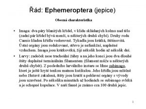 d Ephemeroptera jepice Obecn charakteristika Imaga dva pry