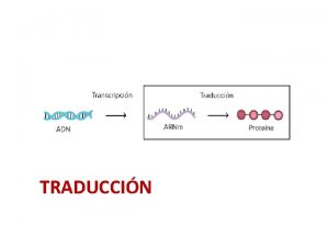 TRADUCCIN Conocimientos previos Nucletidos del ADN Transcripcin Nucletidos