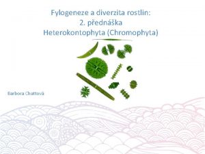 Fylogeneze a diverzita rostlin 2 pednka Heterokontophyta Chromophyta