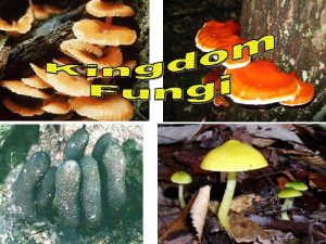 Fungi Basics Heterotrophs No photosynthesis Fungi Basics Heterotrophs