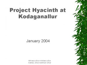 Project Hyacinth at Kodaganallur January 2004 MAnava s