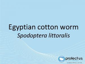 Egyptian cotton worm