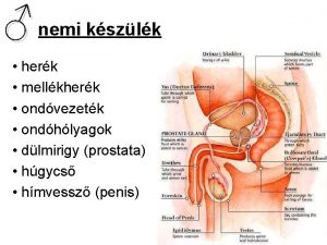 nemi kszlk herk mellkherk ondvezetk ondhlyagok dlmirigy prostata