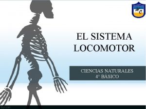 El EL SISTEMA sistema LOCOMOTOR locomotor PARTE 2