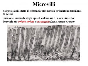 Microvilli Estroflessioni della membrana plasmatica presentano filamenti di