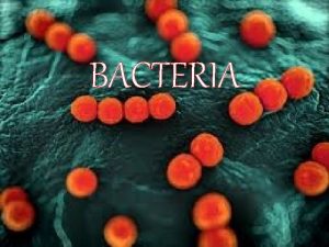 BACTERIA Kingdom Eubacteria True Bacteria Bacteria are located