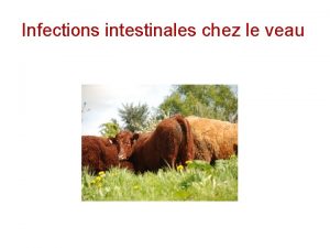 Infections intestinales chez le veau Infections intestinales chez