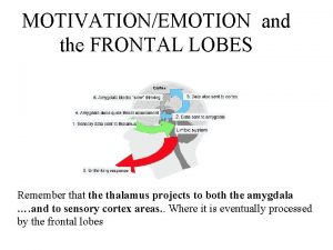 MOTIVATIONEMOTION and the FRONTAL LOBES left frontal lobe