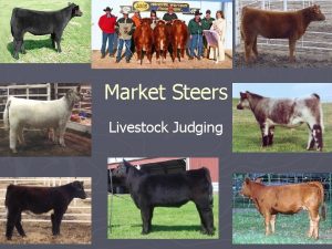 Market Steers Livestock Judging Steps to Judging Market