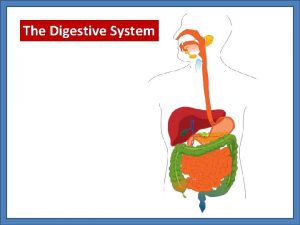 The Digestive System Digestive Organ Mouth Pharynx Esophagus