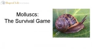 Molluscs the survival game