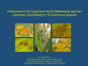 Antixenosis to the Sugarcane Aphid Melanaphis sacchari Zehntner