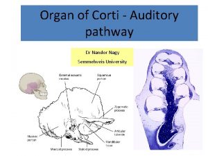 Organ of Corti Auditory pathway Dr Nandor Nagy