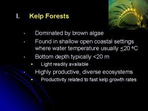 I Kelp Forests Dominated by brown algae Found