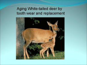 Aging Whitetailed deer by tooth wear and replacement
