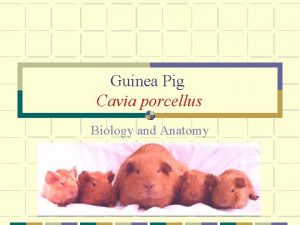 Guinea Pig Cavia porcellus Biology and Anatomy Origin