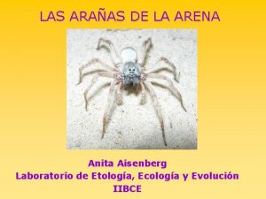 LAS ARAAS DE LA ARENA Anita Aisenberg Laboratorio