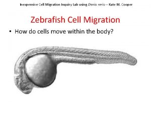 Inexpensive Cell Migration Inquiry Lab using Danio rerio