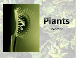 Plants Chapter 8 What are Plants 1 Plants