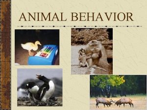 ANIMAL BEHAVIOR What is Behavior Anything an animal