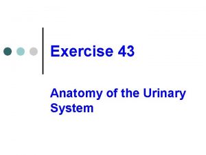 Exercise 43 Anatomy of the Urinary System Functions