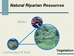 Natural Riparian Resources Water Landscape Soil Vegetation RiparianWetland