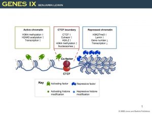 1 Activating Transcription Activation of gene structure Chromatin