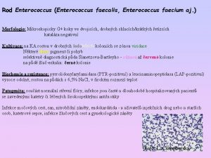 Rod Enterococcus Enterococcus faecalis Enterococcus faecium aj Morfologie