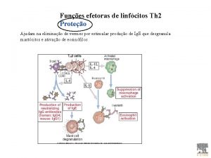 Funes efetoras de linfcitos Th 2 Proteo Ajudam