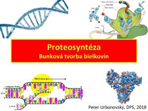 Proteosyntza Bunkov tvorba bielkovn Peter Urbanovsk DPS 2018