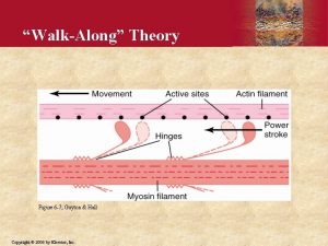 WalkAlong Theory Figure 6 7 Guyton Hall Copyright