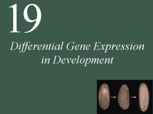 19 Differential Gene Expression in Development 19 Differential