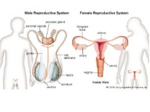 ENSKI REPRODUKTIVNI SISTEM ULOGA Staranje polnih elija jajnih