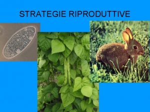 STRATEGIE RIPRODUTTIVE UNICELLULARI Gli organismi unicellulari si riproducono