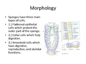 Morphology of sponges