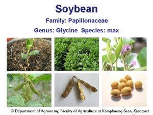 Soybean Family Papilionaceae Genus Glycine Species max Department