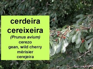 cerdeira cereixeira Prunus avium cerezo gean wild cherry