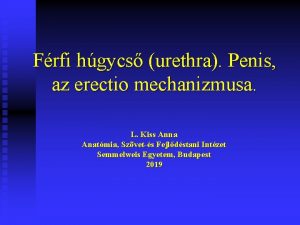 Frfi hgycs urethra Penis az erectio mechanizmusa L