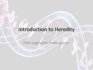 Introduction to Heredity DNA segments make genes Chromosomes