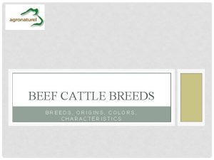 Characteristics of beef cattle