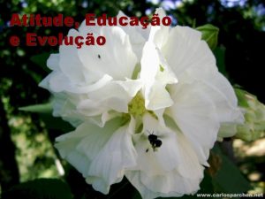 Atitude Educao e Evoluo Evoluir no sentido espiritual