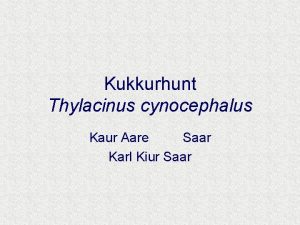Kukkurhunt Thylacinus cynocephalus Kaur Aare Saar Karl Kiur