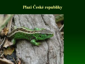 Plazi esk republiky Fauna plaz R celkem 11