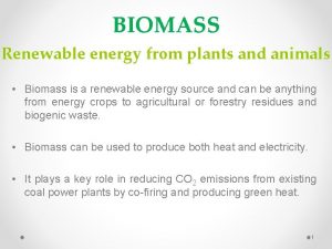 What seedless plant is a renewable source of energy