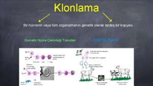 Klonlama Bir hcrenin veya tm organizmann genetik olarak