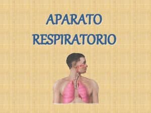 APARATO RESPIRATORIO ANATOMIA El aparato respiratorio esta constituido