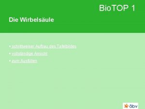 Bio TOP 1 Die Wirbelsule schrittweiser Aufbau des