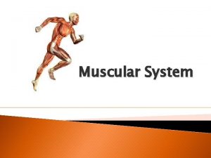 Muscular System Function of muscle Movement voluntary and