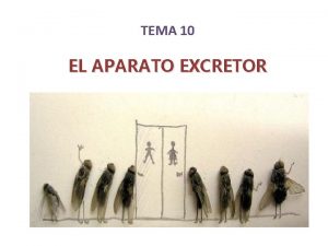 TEMA 10 EL APARATO EXCRETOR FUNCIN El aparato