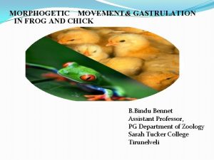 MORPHOGETIC MOVEMENT GASTRULATION IN FROG AND CHICK B